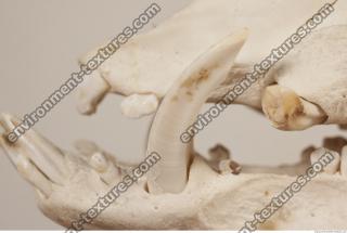 photo reference of skull 0029